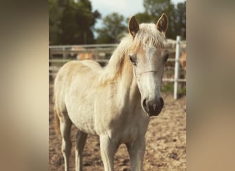 Haflinger, Mare, 1 year, 14.3 hh