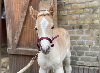 Haflinger, Mare, 1 year, 14.3 hh