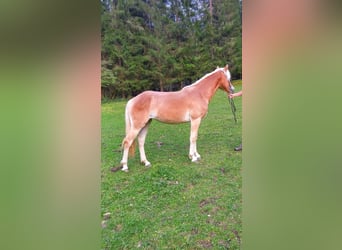 Haflinger, Mare, 1 year, 14 hh, Chestnut-Red