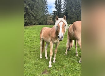 Haflinger, Mare, 1 year, 14 hh, Chestnut-Red