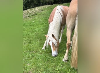 Haflinger, Mare, 1 year, 14 hh, Chestnut-Red