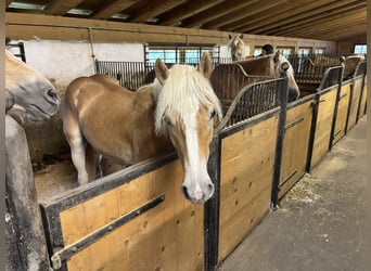 Haflinger, Mare, 1 year, 14 hh, Chestnut-Red