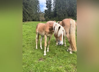 Haflinger, Mare, 1 year, 14 hh, Chestnut-Red