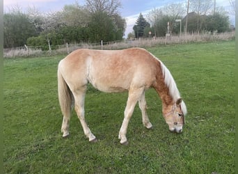 Haflinger, Mare, 1 year, 14,2 hh, Chestnut-Red
