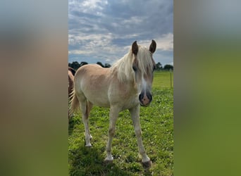 Haflinger, Mare, 1 year, 14,2 hh