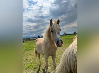 Haflinger, Mare, 1 year, 14,2 hh
