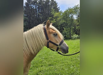 Haflinger, Mare, 1 year, 15.1 hh, Chestnut-Red