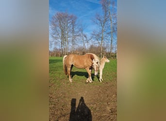 Haflinger, Mare, 1 year, 15.1 hh, Chestnut-Red