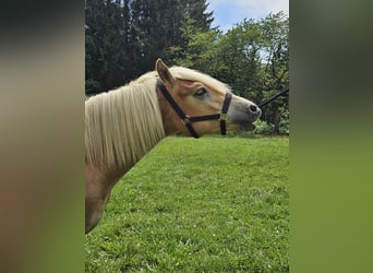 Haflinger, Mare, 1 year, 15.1 hh, Chestnut-Red