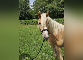 Haflinger, Mare, 1 year, 15.1 hh, Chestnut-Red