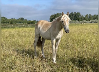Haflinger, Mare, 1 year, 15.1 hh