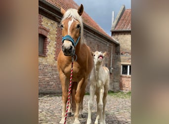 Haflinger, Mare, 1 year, 15.1 hh