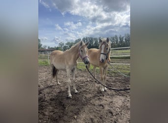 Haflinger, Mare, 1 year, 15.1 hh