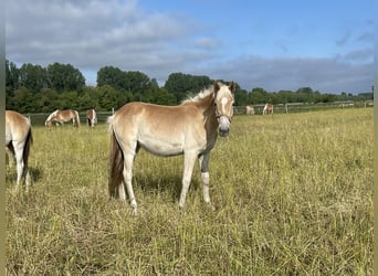 Haflinger, Mare, 1 year, 15.1 hh