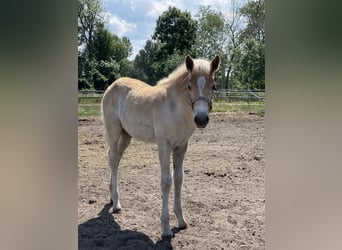 Haflinger, Mare, 1 year, 15.1 hh