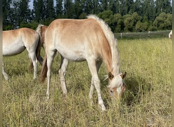 Haflinger, Mare, 1 year, 15.1 hh