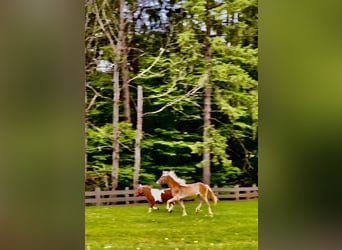 Haflinger, Mare, 1 year, 15 hh, Chestnut-Red