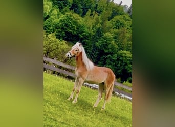 Haflinger, Mare, 1 year, 15 hh, Chestnut-Red