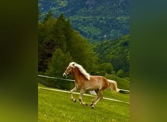 Haflinger, Mare, 1 year, 15 hh, Chestnut-Red