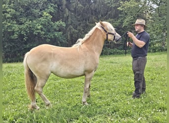 Haflinger, Mare, 1 year, 15 hh, Chestnut-Red