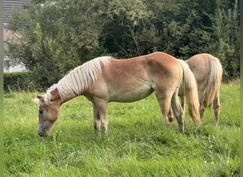 Haflinger, Stute, 1 Jahr, 15 hh, Fuchs