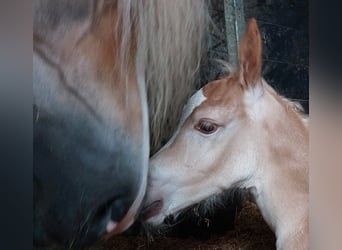 Haflinger, Mare, 1 year, 15,1 hh, Chestnut-Red
