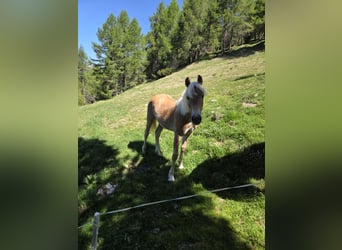 Haflinger, Mare, 1 year