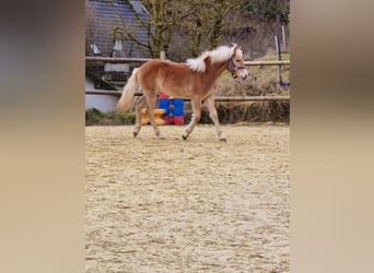 Haflinger, Mare, 1 year, Chestnut-Red