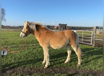 Haflinger, Mare, 1 year, Chestnut-Red