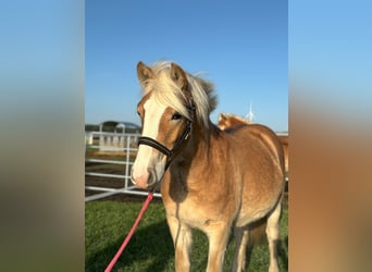 Haflinger, Mare, 1 year, Chestnut-Red