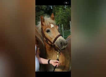 Haflinger, Mare, 1 year, Chestnut-Red