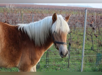 Haflinger, Mare, 1 year