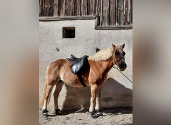 Haflinger, Mare, 20 years, 14.2 hh, Chestnut-Red