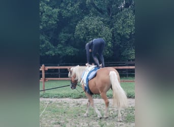 Haflinger, Mare, 20 years, 14,3 hh, Chestnut-Red