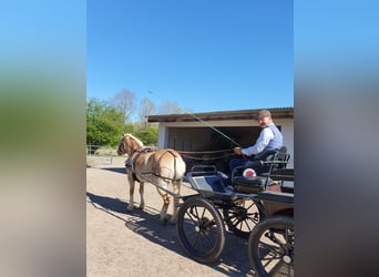 Haflinger, Mare, 20 years, 14 hh