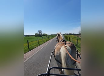 Haflinger, Mare, 20 years, 14 hh