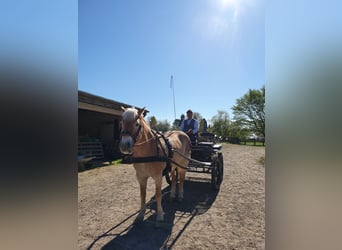 Haflinger, Mare, 20 years, 14 hh
