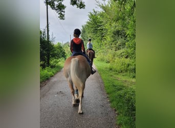 Haflinger, Mare, 20 years, 14 hh