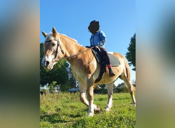 Haflinger, Mare, 20 years, 14 hh