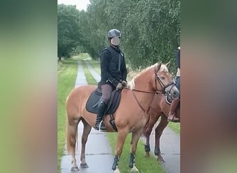 Haflinger, Mare, 20 years, 15 hh, Chestnut-Red