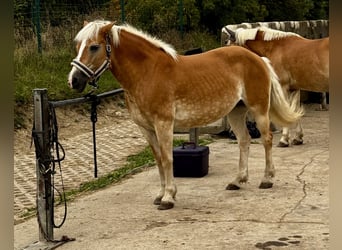 Haflinger, Mare, 21 years, 13,2 hh, Palomino