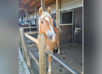 Haflinger, Mare, 21 years, 14.2 hh, Brown
