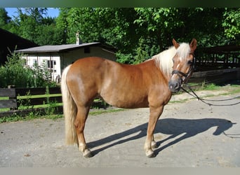 Haflinger, Stute, 21 Jahre, 14,2 hh, Fuchs