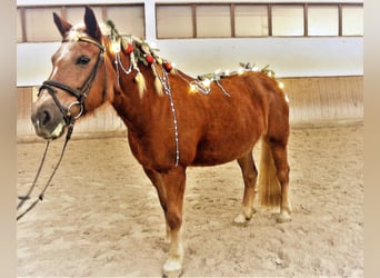 Haflinger, Stute, 21 Jahre, 14,2 hh, Fuchs