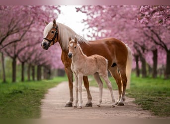 Haflinger, Mare, 21 years, 14 hh