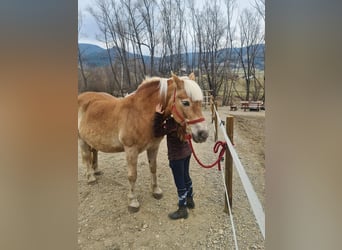 Haflinger, Mare, 22 years, 14.2 hh, Chestnut-Red