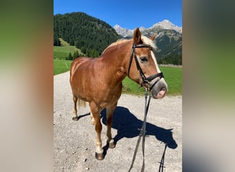 Haflinger, Mare, 22 years, 14,3 hh, Chestnut-Red