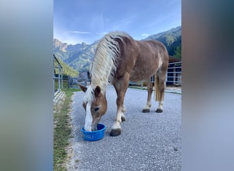 Haflinger, Mare, 22 years, 14,3 hh, Chestnut-Red