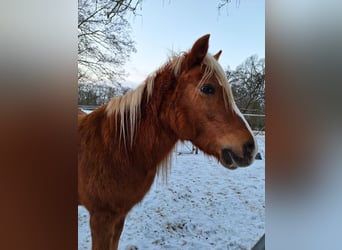 Haflinger Mix, Mare, 24 years, 13.1 hh, Chestnut-Red