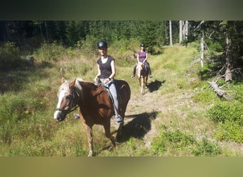 Haflinger, Mare, 24 years